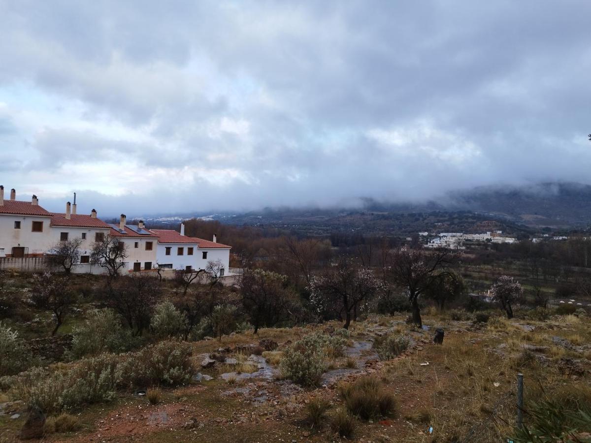 Olivos De Fondón