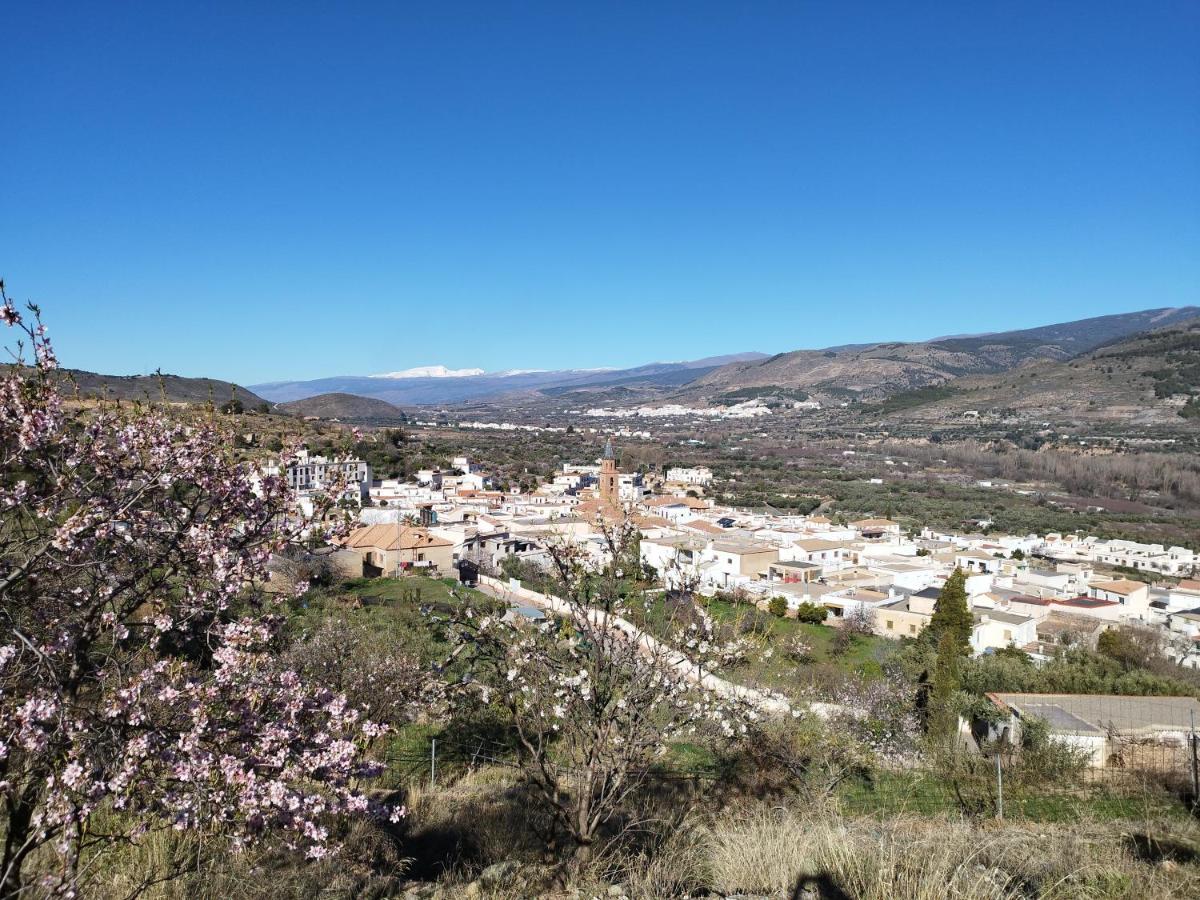 Olivos De